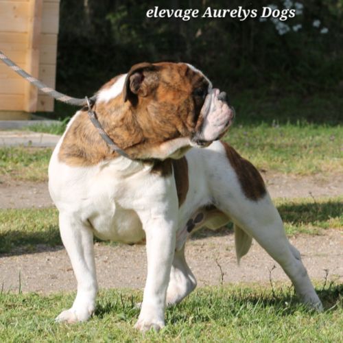 Jeune bulldog continental lof #0