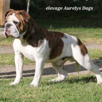 Jeune bulldog continental lof #1