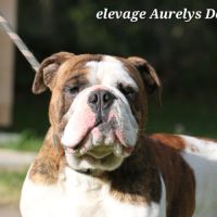 Jeune bulldog continental lof #3