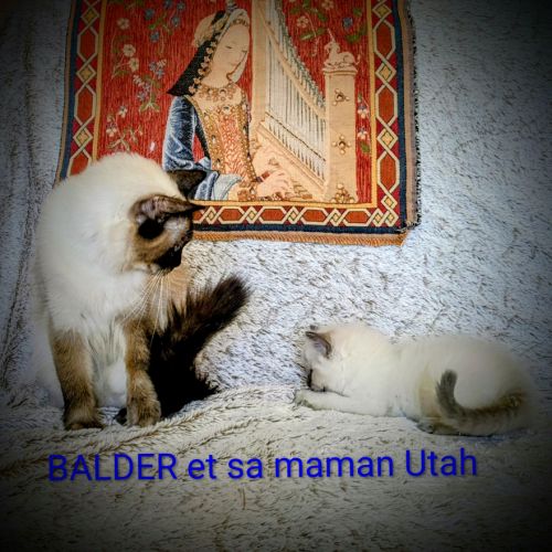 Balder le chaton de l'amour et de la beauté #0