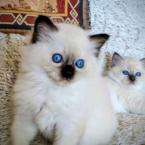 Balder le chaton de l'amour et de la beauté #2