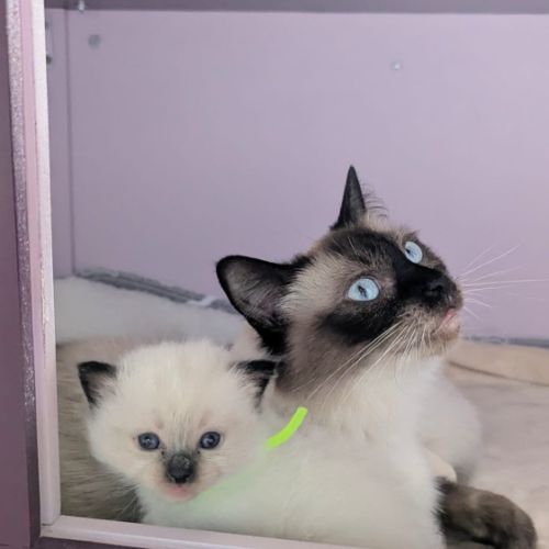 Balder le chaton de l'amour et de la beauté #3