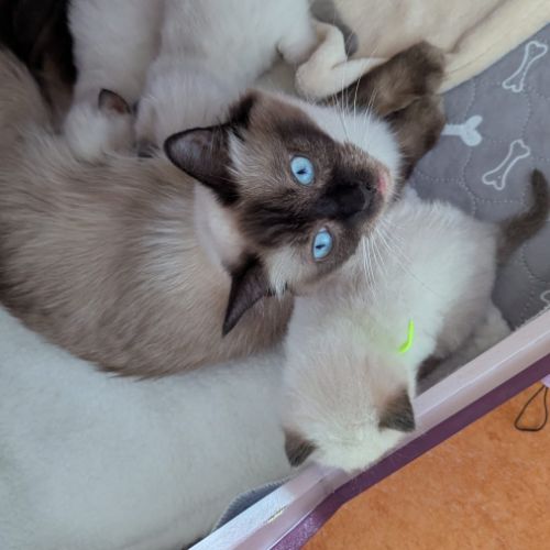 Balder le chaton de l'amour et de la beauté #4