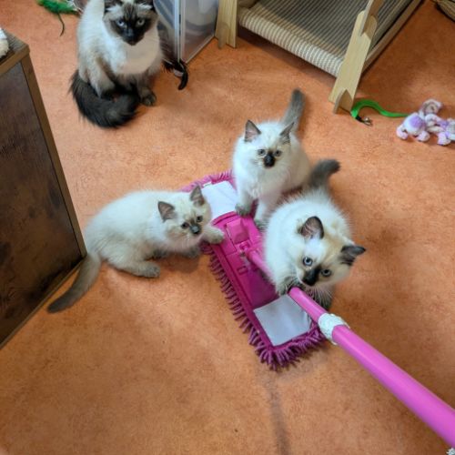 Balder le chaton de l'amour et de la beauté