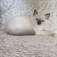 Balder le chaton de l'amour et de la beauté