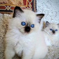 Balder le chaton de l'amour et de la beauté #2