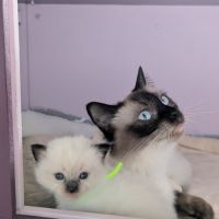 Balder le chaton de l'amour et de la beauté #3