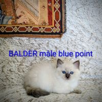 Balder le chaton de l'amour et de la beauté #5