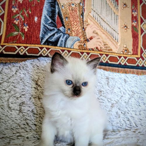 Boréale, un petit ange lumineux #0