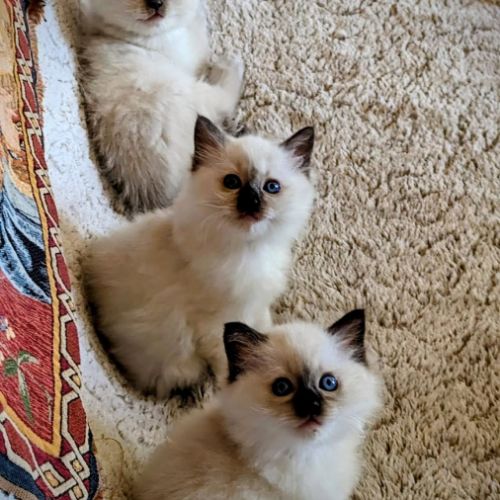 Boréale, un petit ange lumineux #4