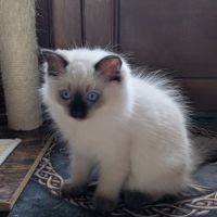Boréale, un petit ange lumineux