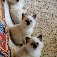 Boréale, un petit ange lumineux #4