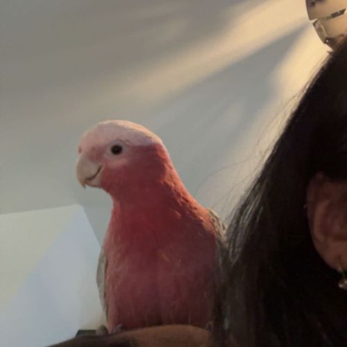 Rosalbin 3 ans femelle