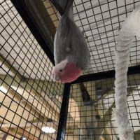 Rosalbin 3 ans femelle #1