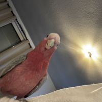 Rosalbin 3 ans femelle #2