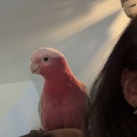 Rosalbin 3 ans femelle #0