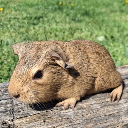 Bébé cochon d'inde