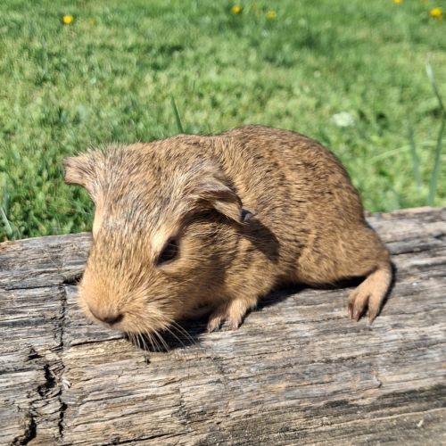 Bébé cochon d'inde #2