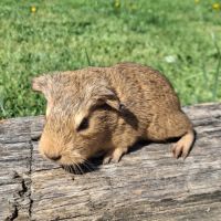 Bébé cochon d'inde #2