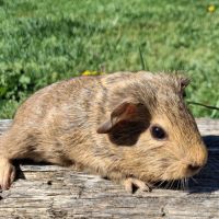 Bébé cochon d'inde #3