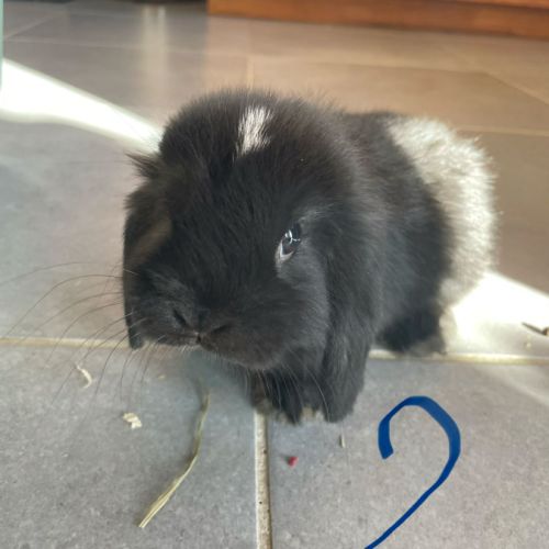 Bébés lapins nains béliers #3