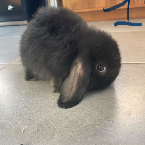 Bébés lapins nains béliers