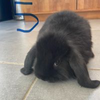 Bébés lapins nains béliers #1