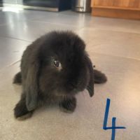 Bébés lapins nains béliers #2