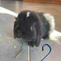 Bébés lapins nains béliers #3