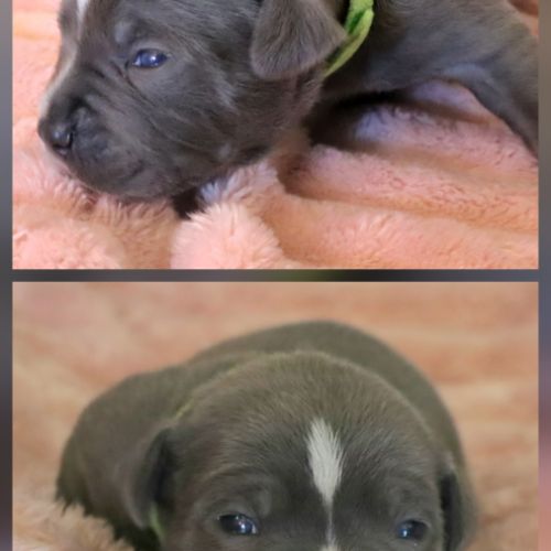 Staffie bleu lof 8 chiots a reserver #2