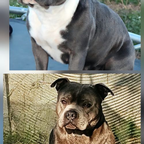 Staffie bleu lof 8 chiots a reserver #3