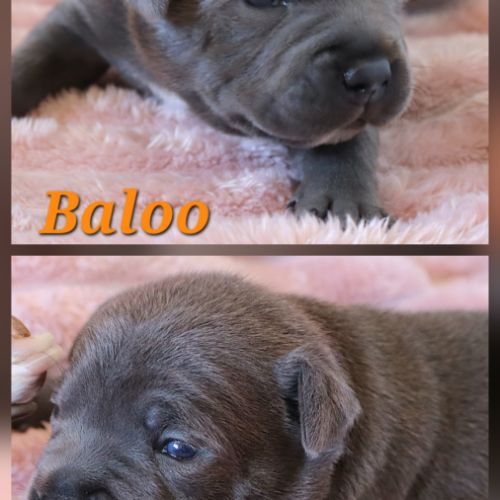 Staffie bleu lof 8 chiots a reserver #5