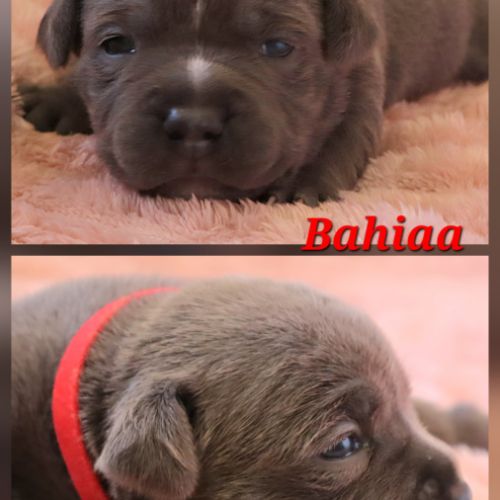 Staffie bleu lof 8 chiots a reserver #6