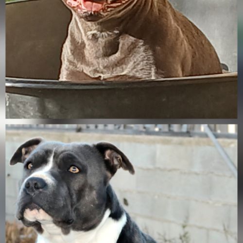 Staffie bleu lof 8 chiots a reserver #8