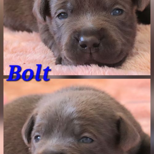 Staffie bleu lof 8 chiots a reserver #0