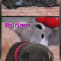 Staffie bleu lof 8 chiots a reserver #1