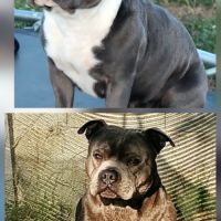 Staffie bleu lof 8 chiots a reserver #3