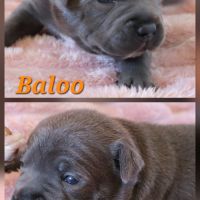 Staffie bleu lof 8 chiots a reserver #5