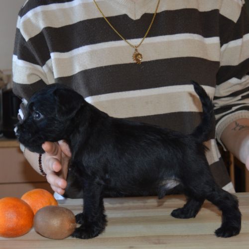 Chiots lof schnauzers nains noirs #1