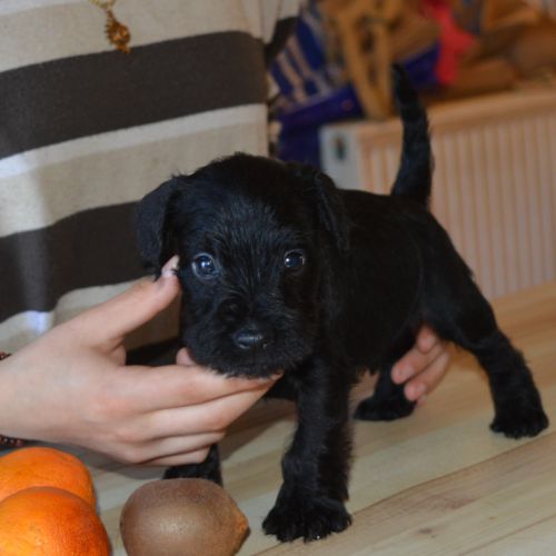 Chiots lof schnauzers nains noirs