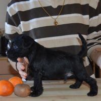 Chiots lof schnauzers nains noirs #1