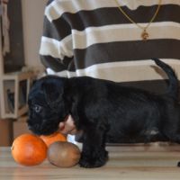 Chiots lof schnauzers nains noirs #3