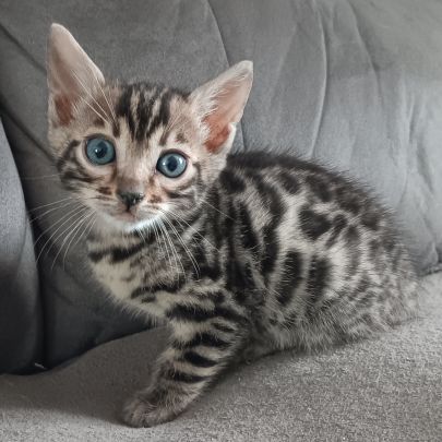 Chaton bengal #1