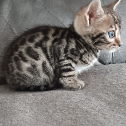 Chaton bengal #2