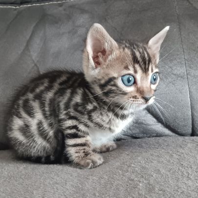 Chaton bengal #3