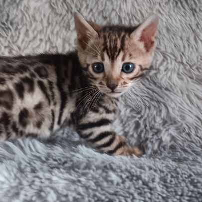 Chaton bengal #4