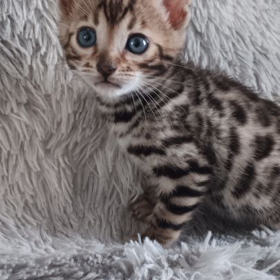 Chaton bengal #0