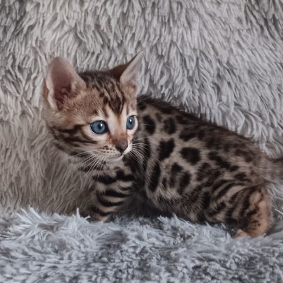 Chaton bengal #6