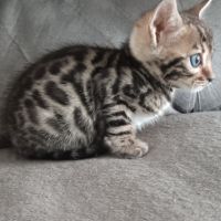 Chaton bengal #2