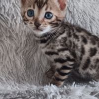 Chaton bengal